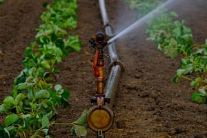 water sprinkler, water jet, artificially, agriculture, irrigation, landscape, dryness, water, nature, bust, field, fields, summer, dry, sprinkler, tube, water supply, artificial irrigation, irrigation, irrigation, irrigation, irrigation, irrigation, sprinkler